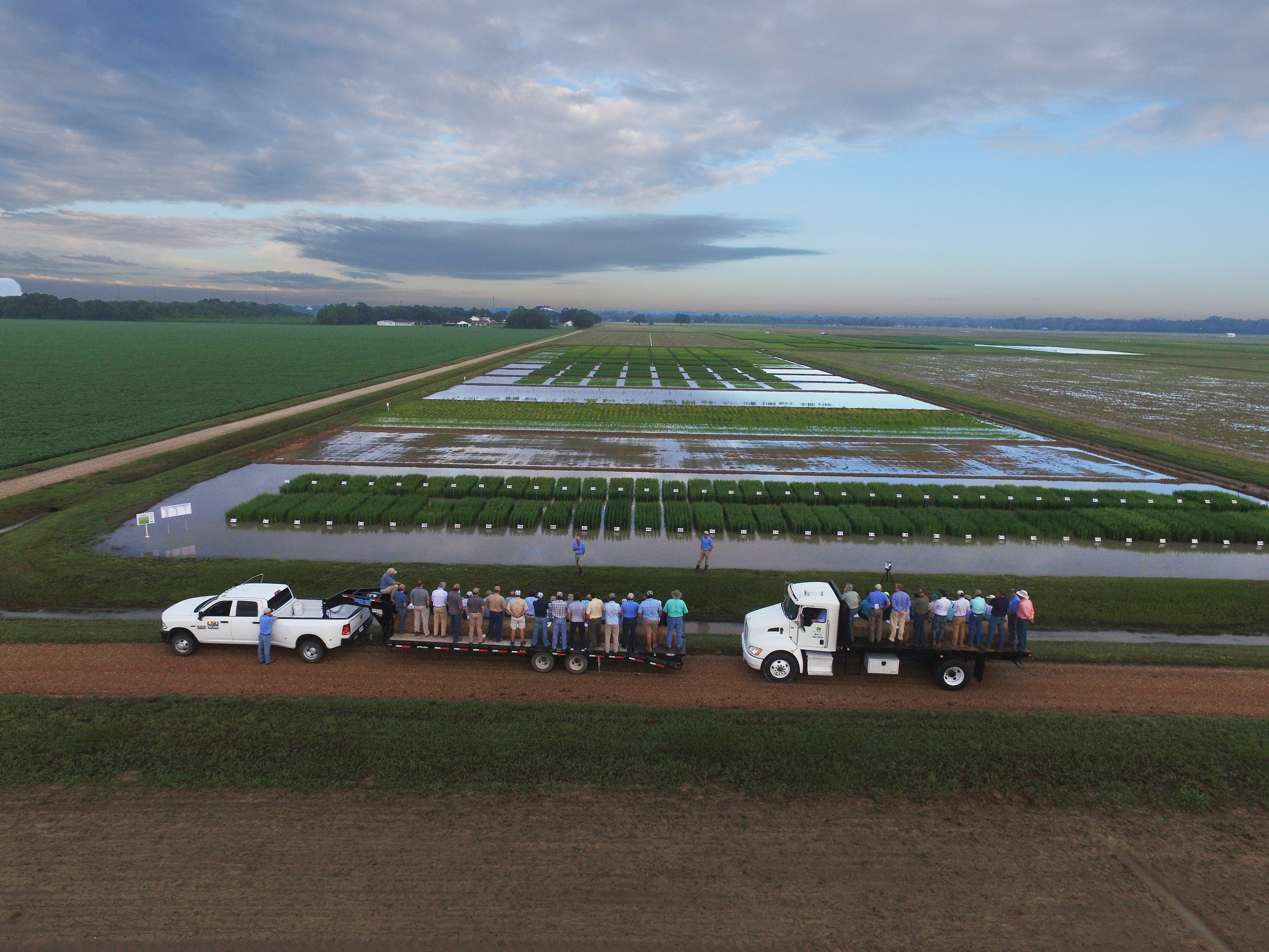 New rice lines featured at AgCenter field day 